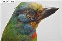 五色鳥藏品圖，第8張